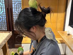 -吉丁鸟咖·异宠·寄养