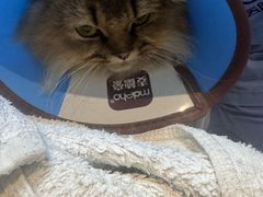 -御宝贝·A梦猫科宠物医院(国际猫友好医院)