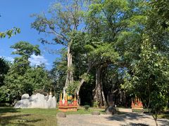 -瑞丽独树成林风景区