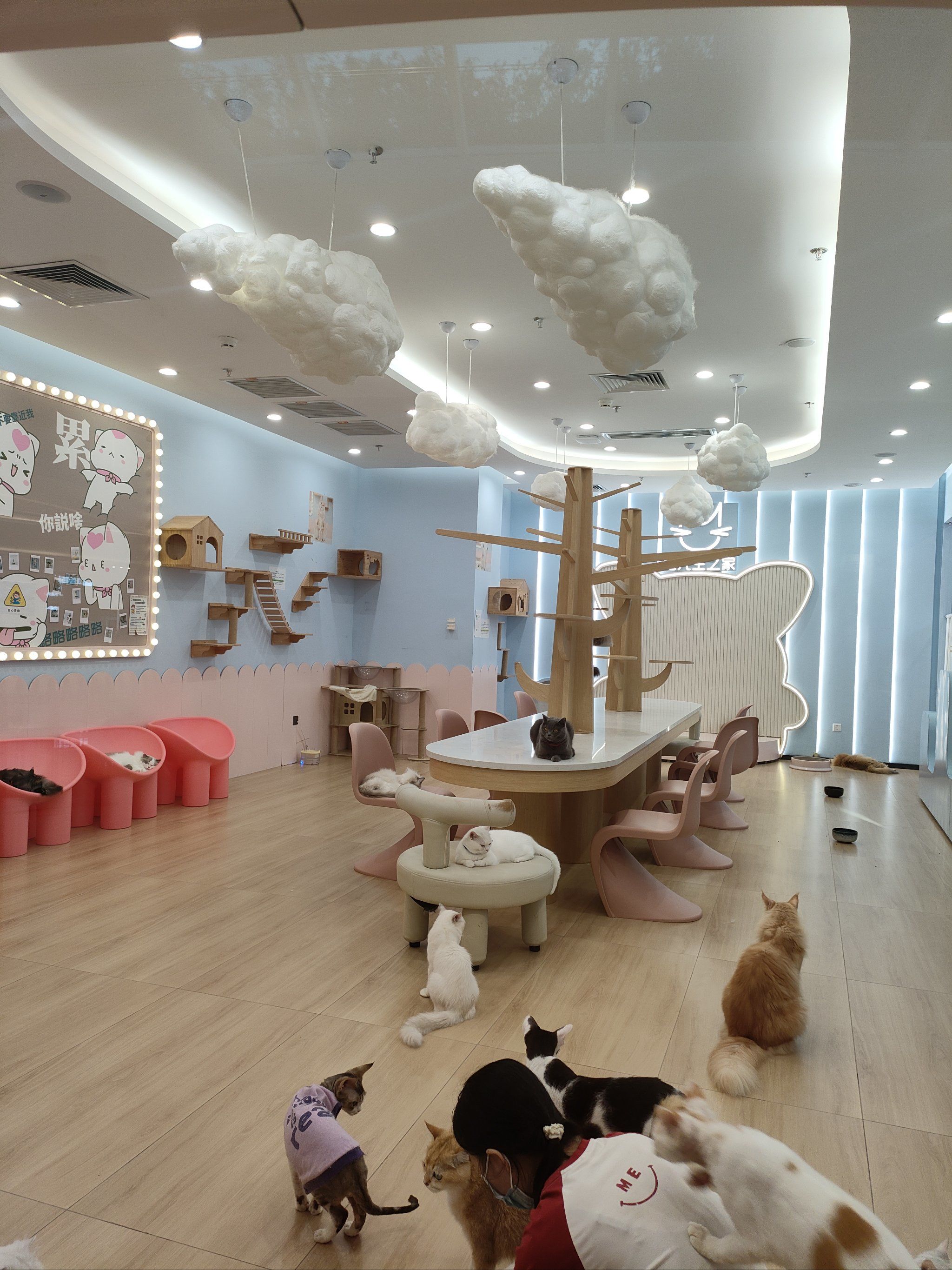 猫咪天地～宠物乐园