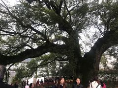 -新安江山水画廊风景区