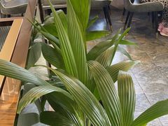 -探窝·竹笙椰子鸡(杨箕店)