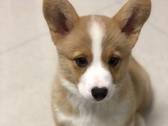 -萌宠之家·腊肠犬·马尔泰·小体犬舍