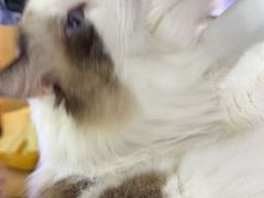 -白兔子密室(长寿路店)