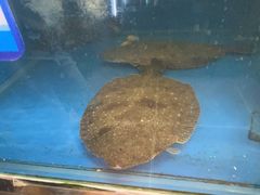 -小郭私房菜·海肠捞饭(学士街店)