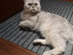 -关爱宠物医院·猫科中心·消化科(滨湖万达分院)