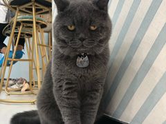 -糯米喵星人·撸猫猫舍咖啡馆(西市场嘉华店)