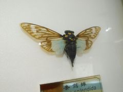 -上海昆虫博物馆