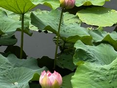 -荷塘月色湿地公园·向阳花洲