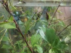 -上海昆虫博物馆