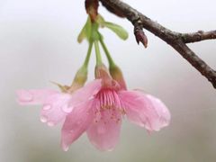 -天适樱花悠乐园