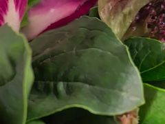 -犇鼎牛潮汕牛肉火锅(新辰里学清路店)