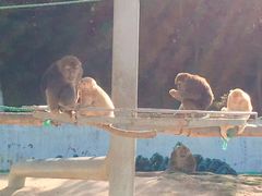 -西霞口神雕山野生动物世界