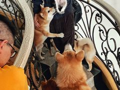 -喜柴咖啡·柴犬狗咖