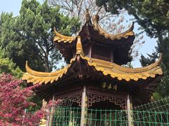 -嘉定紫藤园