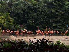 -广州长隆飞鸟乐园