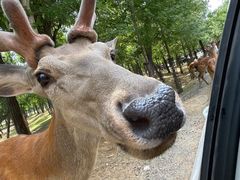 -哈尔滨北方森林动物园