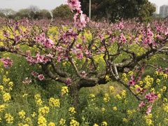-南汇桃花村