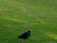 -墨尔本皇家植物园