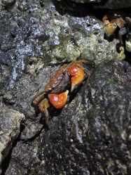 -Zoolung Zoolung动物主题公园(海信广场店)