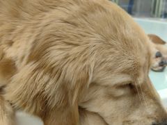 -怪兽屋·羊驼·猫咖·狗咖(俊华广场店)