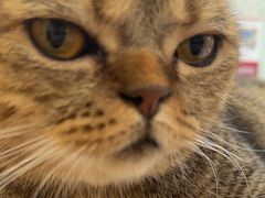 -纳吉亚猫专科动物医院博雅分院