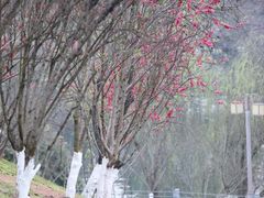-重庆园博园