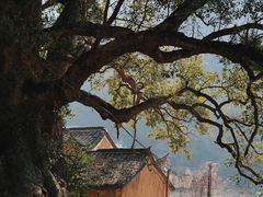 -杨家堂村