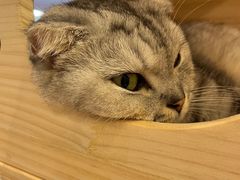 -猫咪派对(江南西店)