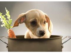 -瑞鹏宠物医院犬猫全科(真大分院)