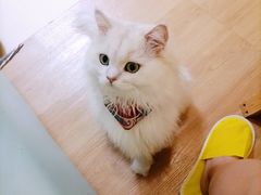 -猫在这儿猫咪咖啡馆·撸猫馆