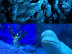 -海合安天津极地海洋公园