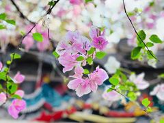 -深圳国际园林花卉博览园