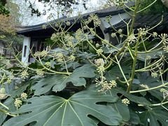 -秋霞圃