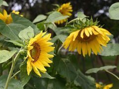 -武汉紫薇都市田园