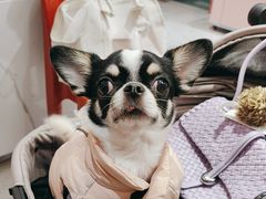 -FAELING PETS美天灵宠物(合生汇店)