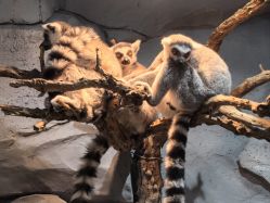 -Zoolung Zoolung动物主题公园(海信广场店)