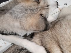 -Husky Go!哈士奇体验馆·宠物咖啡厅狗咖