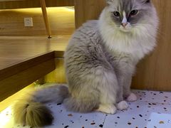 -滚猫咖啡·猫咖·猫友好撸猫(未来城店)