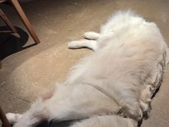 -咖法森林·咖啡  酒吧(天河店)