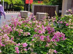 -仙岳公园