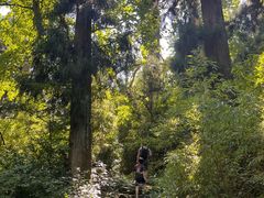 -天目山大树王景区