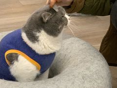 -柴迷FANS CLUB·柴犬狗咖·猫咖
