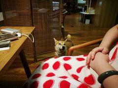 店内小狗-柴务处·柴犬主题狗咖