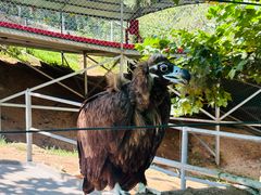 -西霞口神雕山野生动物世界