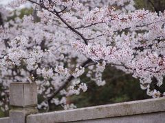 -顾村公园