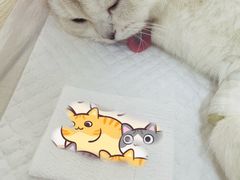 -乐派堂宠物医院·猫友好· 心脏科(东街店)