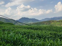 -午潮山国家森林公园