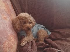 -北京赛佳动物医院