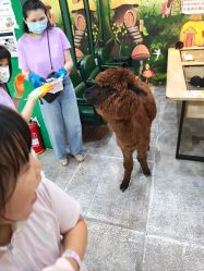-神奇动物撸宠馆·羊驼·小浣熊·异宠(豫园店)